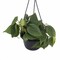 Heart Leaf Philodendron cordatum - Easiest House Plant to Grow-6" Hanging Basket